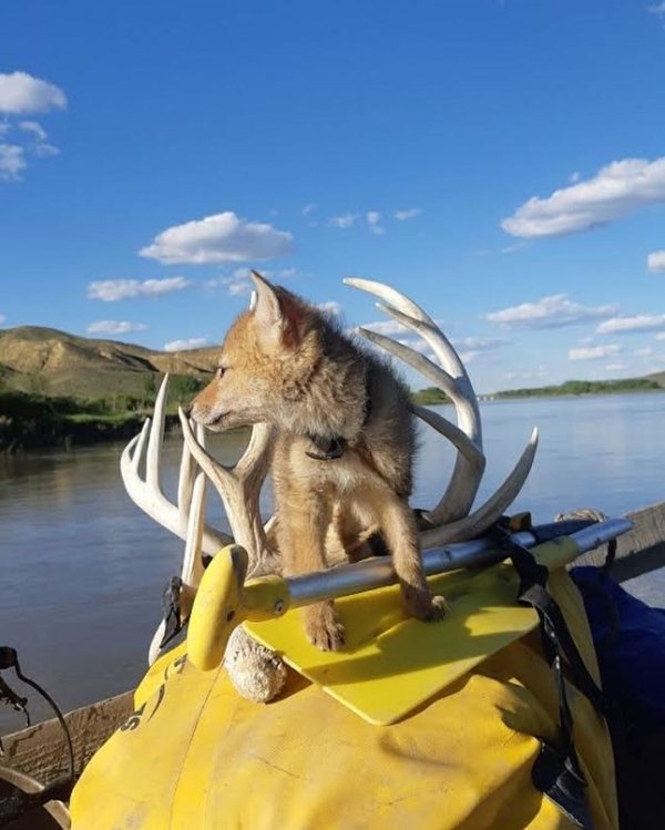 Canadian Kayaker Saves Coyote Pup From Drowning Humanity Animals Awesome Beautiful RAK 0 Canadian kayaker gains a travel companion after saving a coyote pup from drowning