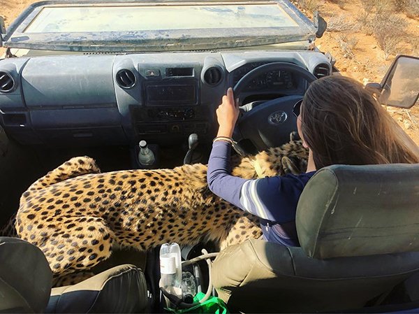 Meet Lisa, the cute wildlife worker who raised a pack of cheetahs (38 Photos & Video) 18