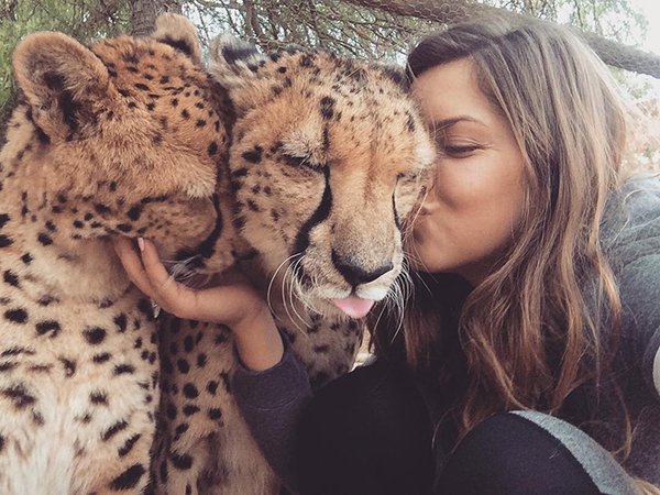 Meet Lisa, the cute wildlife worker who raised a pack of cheetahs (38 Photos & Video) 51