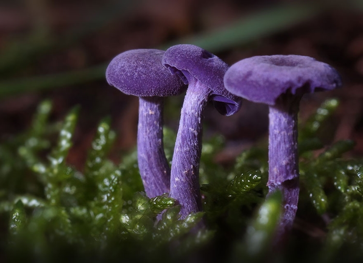 badchix Mushrooms