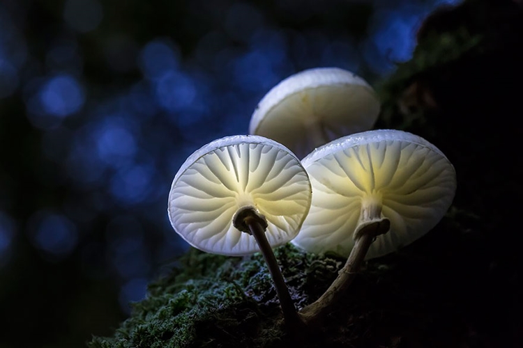 badchix Mushrooms