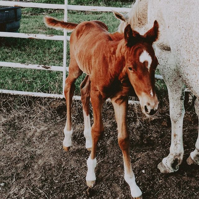 fallontaylor2 instagram photos 42